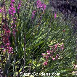 Watsonia wordsworthiana, Bugle Lily
