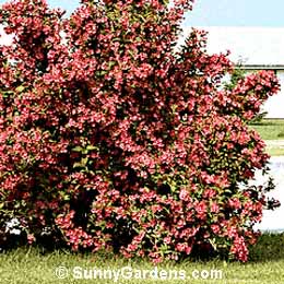 Weigela florida, Old Fashioned Weigela, Florida Weigela