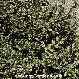 Weigela florida, Old Fashioned Weigela