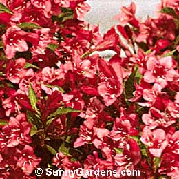 Weigela florida, Old Fashioned Weigela