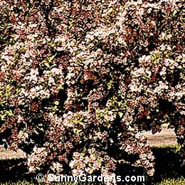 Weigela florida