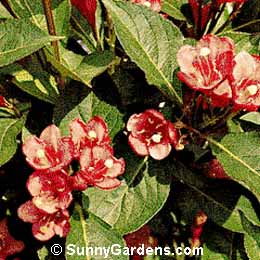Weigela florida
