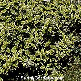 Weigela florida, Variegated Weigela, Variegated Old Fashioned Weigela