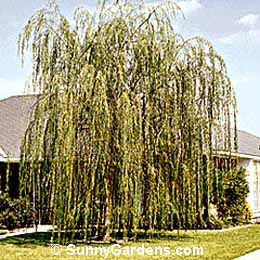 Salix babylonica, Babylon Weeping Willow
