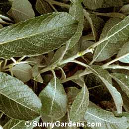 Salix hookeriana, Beach Pussy Willow, Salix amplifolia, Hooker Pussy Willow