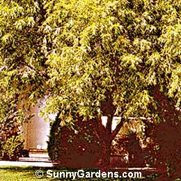 Salix matsudana, Navajo Willow, Globe Willow