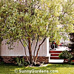 Salix matsudana tortuosa, Corkscrew Willow
