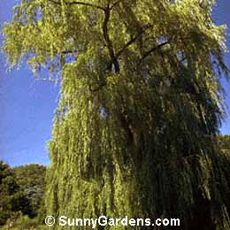 Salix x sepulcralis chrysocoma, Golden Weeping Willow, Niobe Weeping Willow, Salix alba 'Tristis'