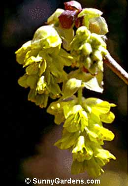 Corylopsis glabrescens, Fragrant Winter Hazel