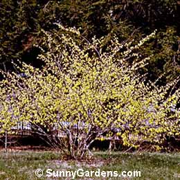 Corylopsis pauciflora, Buttercup Winter Hazel
