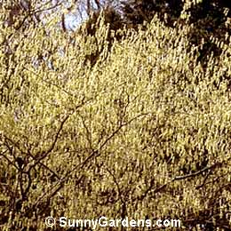 Corylopsis spicata, Spike Winter Hazel