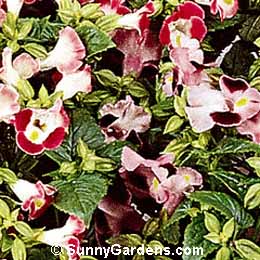 Torenia fournieri, Torenia