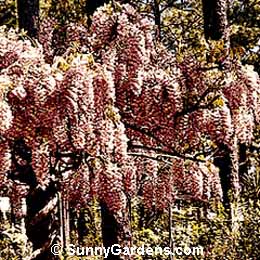 Wisteria chinensis, Chinese Wisteria