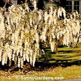 Wisteria chinensis, White Chinese Wisteria