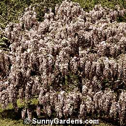 Wisteria chinensis, Purple Chinese Wisteria