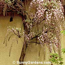Wisteria floribunda, Japanese Wisteria