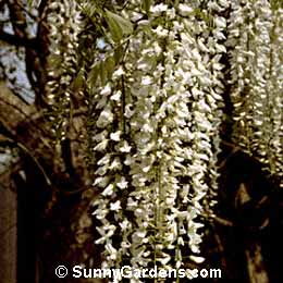 Wisteria floribunda, White Japanese Wisteria, Wisteria multijuga