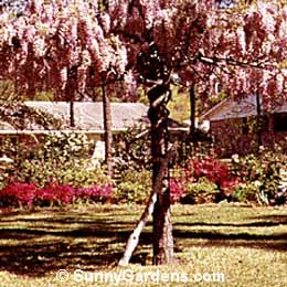 Wisteria sinensis, Chinese Wisteria