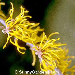Hamamelis x intermedia, Witch Hazel