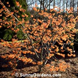Hamamelis x intermedia, Witch Hazel Jelena