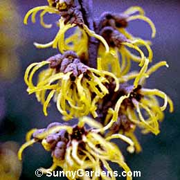 Hamamelis x intermedia, Primrose Witch Hazel