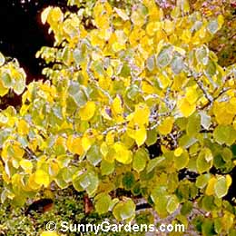 Hamamelis mollis, Chinese Witch Hazel