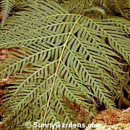 Woodwardia orientalis, Chain Fern