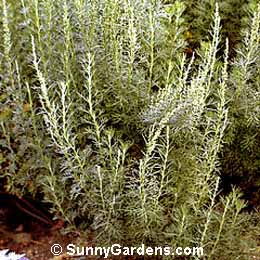 Artemisia abrotanum, Southern Wood, Sagebrush, Mugwort