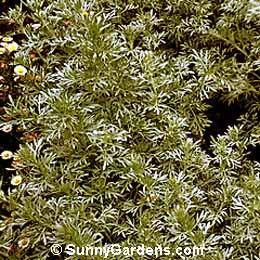 Artemisia absinthium, Absinthe, Common Wormwood, Lad's Love, Sagebrush, Mugwort