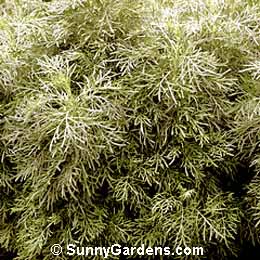 Artemisia arborescens, Wormwood, Sagebrush, Mugwort