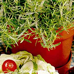 Artemisia dracunculus sativa, French Tarragon, True Tarragon, Sagebrush, Mugwort