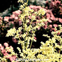 Artemisia lactiflora, White Mugwort, Artemesia, Sagebrush, Mugwort