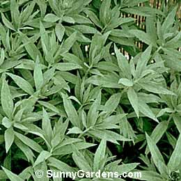Artemisia x latiloba, Wormwood, Sagebrush, Mugwort