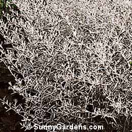 Artemisia ludoviciana, White Sage, Artemesia, Sagebrush, Mugwort