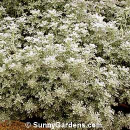 Artemisia pycnocephala, Sandhill Sage, Sagebrush, Mugwort