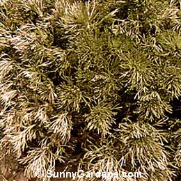 Artemisia schmidtiana, Angel's Hair, Sagebrush, Mugwort
