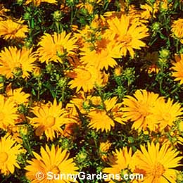 Xanthisma texana, Sleepy Daisy, Star-of-Texas