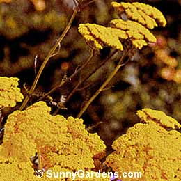 Achillea x, Yellow Yarrow