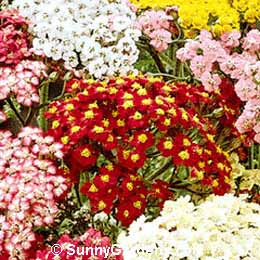 Achillea x, Summer Pastel Yarrow