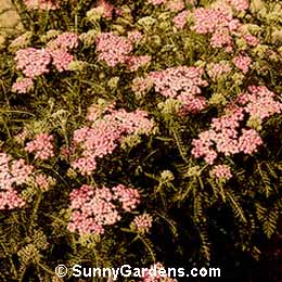 Achillea x, Pink Yarrow