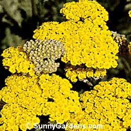 Achillea x, Yellow Yarrow