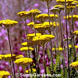 Achillea filipendulina, Fernleaf Yarrow, Milfoil