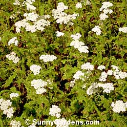 Achillea millefolium, Common Yarrow