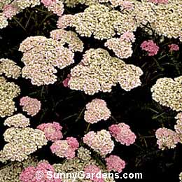 Achillea millefolium, Yarrow