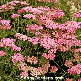 Achillea millefolium, Yarrow