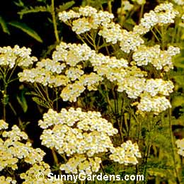 Achillea millefolium, Yarrow, Milfoil, Sanguinary