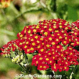 Achillea millefolium, Yarrow