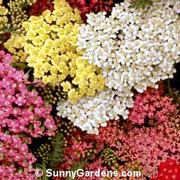 Achillea millefolium, Common Yarrow, Milfoil