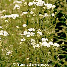 Achillea ptarmica, Pearl Sneezewort