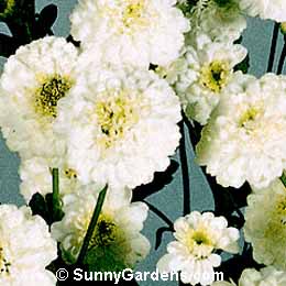 Achillea ptarmica, Pearl Sneezewort, Sneezewort